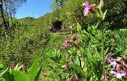 11 Fiori rossi di Silene dioica